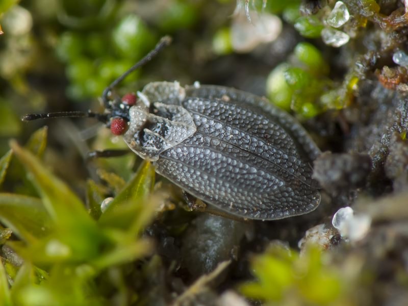 Acalypta marginata (Wolff, 1804)